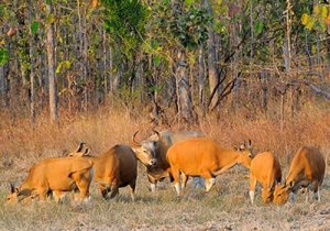 Phnom Prich Sanctuary 1