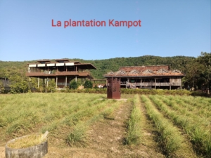 La plantation