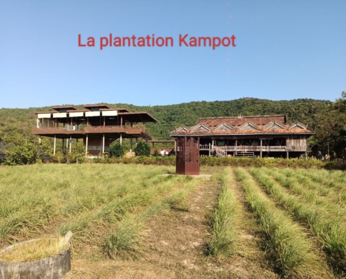 La plantation